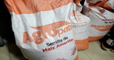Producirán semillas de maíz Inia 7 en Delta Amacuro