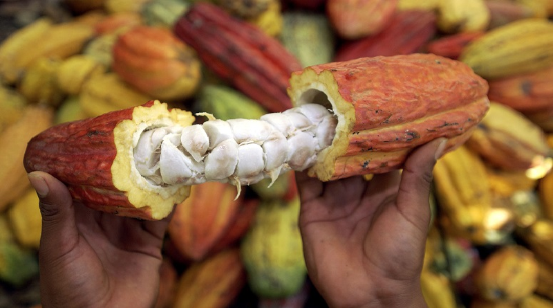 Técnicos y productores en Bolívar distinguen genética del cacao Venezolano