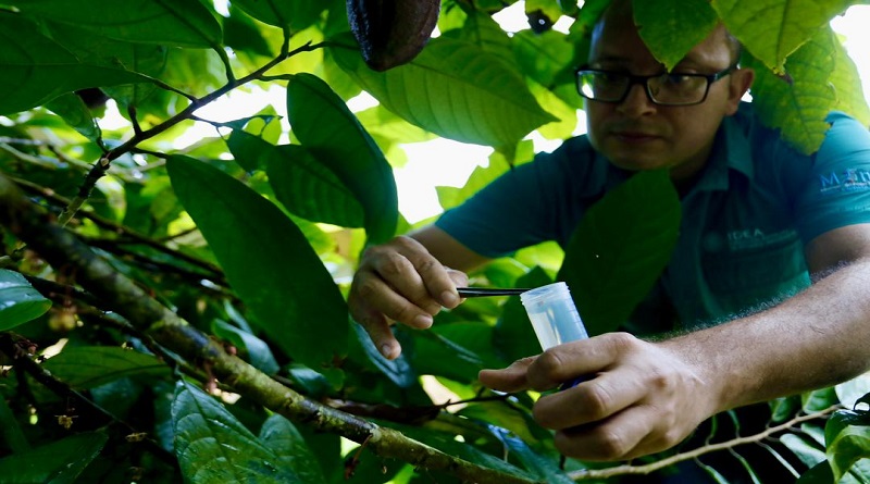Gobierno nacional avanza en investigación para proteger el cacao venezolano