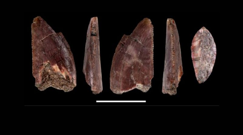 Muestran dinosaurio de “brazos cortos” que vivió hace 92 millones de años