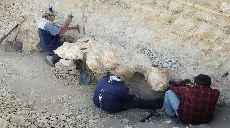 Hallan fósil de cetáceo en el desierto de Ica en Perú