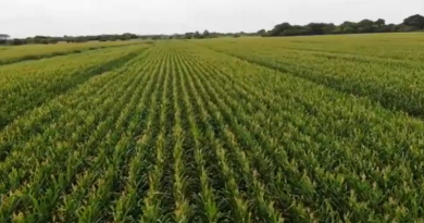 Más de 200 mil hectáreas en cereales impulsan productores de Portuguesa