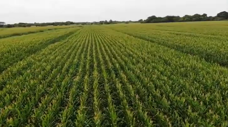 Más de 200 mil hectáreas en cereales impulsan productores de Portuguesa