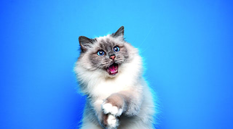 Conoce los beneficios para la salud de tener un gato en casa