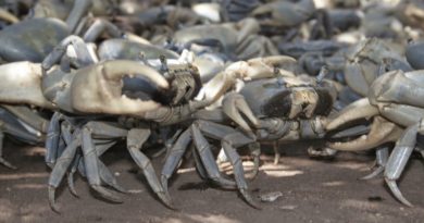 Inicia período de veda del cangrejo azul en el sistema de Maracaibo