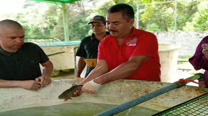 Evalúan estrategias para desarrollo del Plan de Producción de Trucha en Mérida