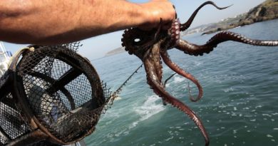 Pesca de pulpo se incrementó en 259 % en lo que va de 2023