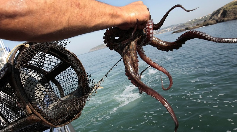Pesca de pulpo se incrementó en 259 % en lo que va de 2023