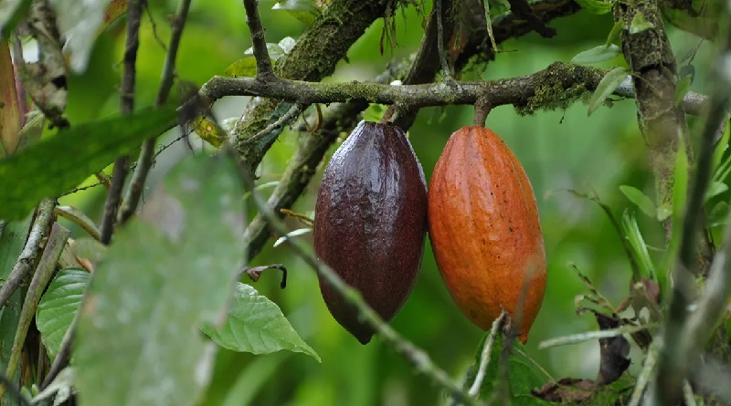Culmina el ciclo de talleres de la Ruta Ancestral del Cacao en Amazonas