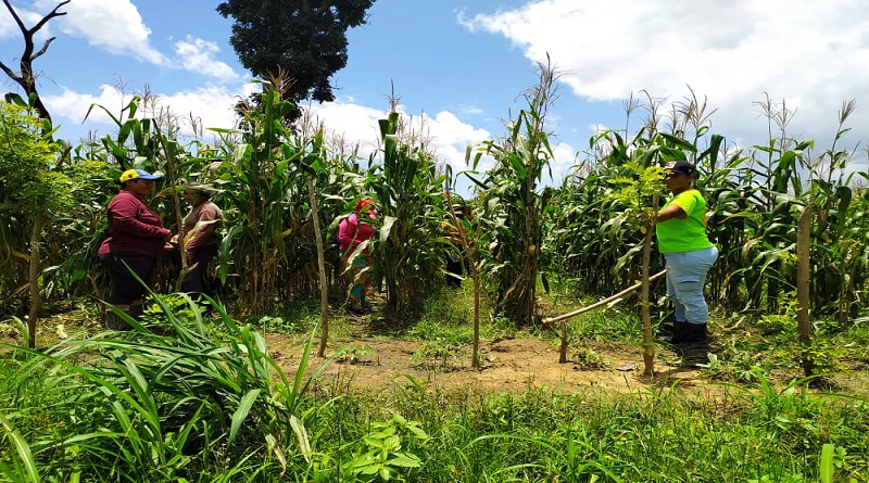Mujeres conuqueras producen más de 40 mil kilogramos de alimentos en Carabobo