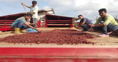 Comuna merideña impulsa siembra de café y cacao con semillas orgánicas