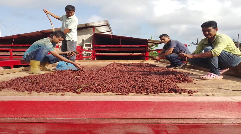 Comuna merideña impulsa siembra de café y cacao con semillas orgánicas