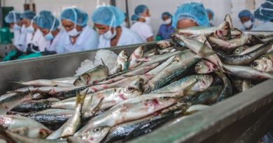 Procesamiento de conservas de sardinas crece 31% con 135 millones de latas