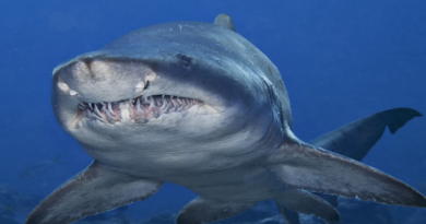 Encuentran diente de tiburón «Lamniforme» que vivió en la era del Eoceno