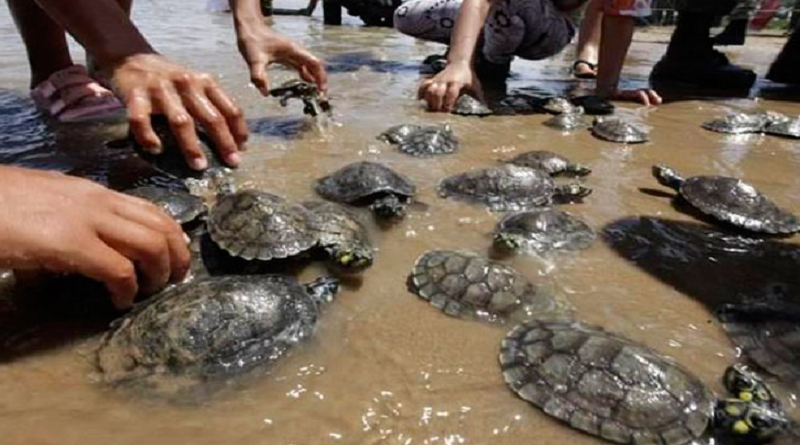 Venezuela ha liberado a más de 980 mil tortugas Arrau para su preservación