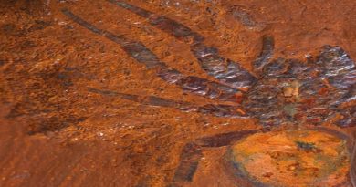 Descubren fósil de araña con 16 millones de años de antigüedad