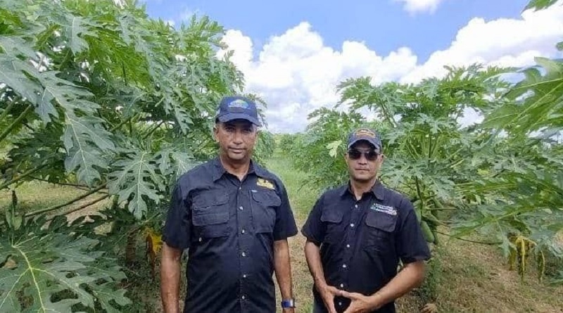 Guárico se consolida como pionero en la producción de frutales