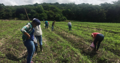Expertos rusos crean sistema que podría cambiar industria de la agricultura
