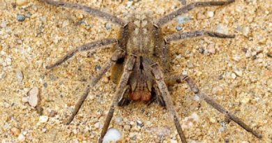 Científicos crean versión sintética de la molécula del veneno de araña