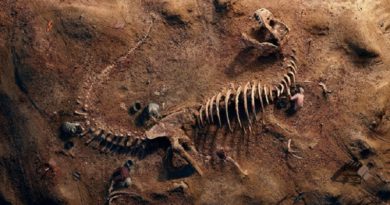 Hallan fósiles de dinosaurios al norte de China