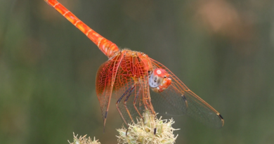 Cambio climático impulsa las invasiones de insectos