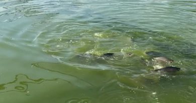 Evalúan potencialidades de la Pesca Continental y Acuicultura en Apure