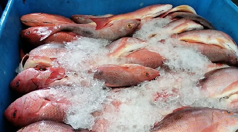 Descubren método para analizar contaminación por petróleo en el pescado