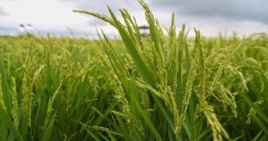 Inauguran plataforma científico-tecnológica del arroz en China