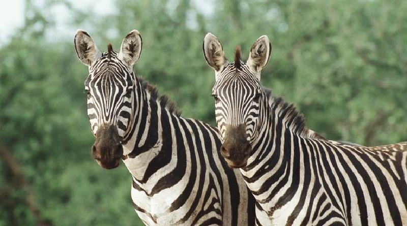 Detectan relación entre las rayas de las cebras y las colas de espermatozoides