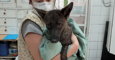 Descubren en Brasil al primer híbrido de perro y zorro