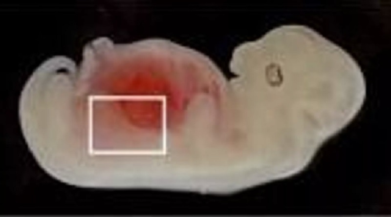 Científicos logran crear por primera vez esbozo de un órgano humano en cerdos