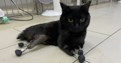 Veterinarios rusos ayudan a caminar a un gato mediante 4 prótesis de titanio