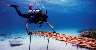 Proyecto de restauración de corales culmina en Trinidad y Tobago