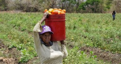 Guárico se consolida como uno de los principales productores de alimentos del país