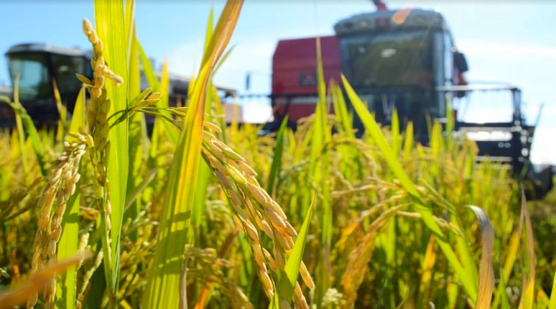 Venezuela y Vietnam prevén avanzar en el desarrollo agrícola de semillas