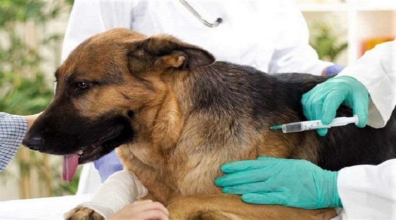 Realizan jornada de atención veterinaria en parroquia 23 de Enero de Caracas