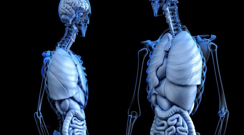 El “órgano olvidado” que podría prevenir el cáncer