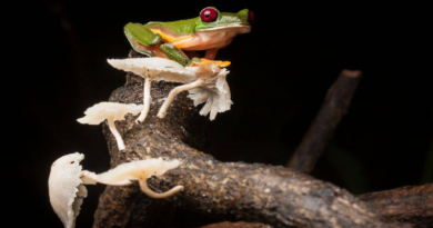 Crisis climática acelera desaparición de anfibios