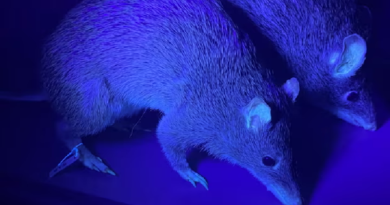 Descubren que más de 125 especies de animales son fluorescentes