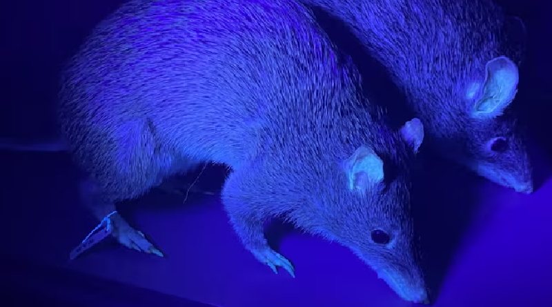 Descubren que más de 125 especies de animales son fluorescentes