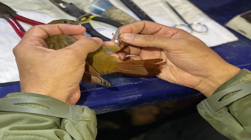 Realizan jornada de monitoreo y censo de aves en el Parque Nacional Henri Pittier