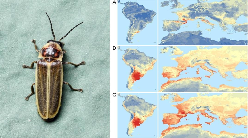 Estudian invasión biológica de luciérnaga alóctona en comunidades europeas