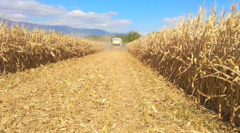 Municipio Chaguaramas se suma al impulso productivo con la cosecha de maíz