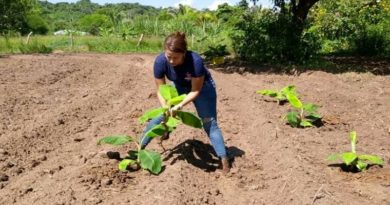ACAV establece Banco de Semillas para producción de plantas de plátano