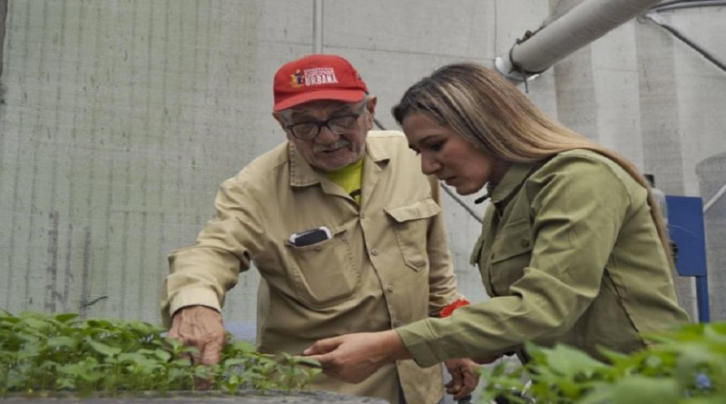 Conucos escolares de Caracas recibirán plántulas de hortalizas