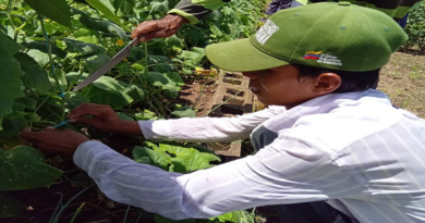 Impulsan "Mi CLAP es Productivo" con cosecha de pepinos en Monagas