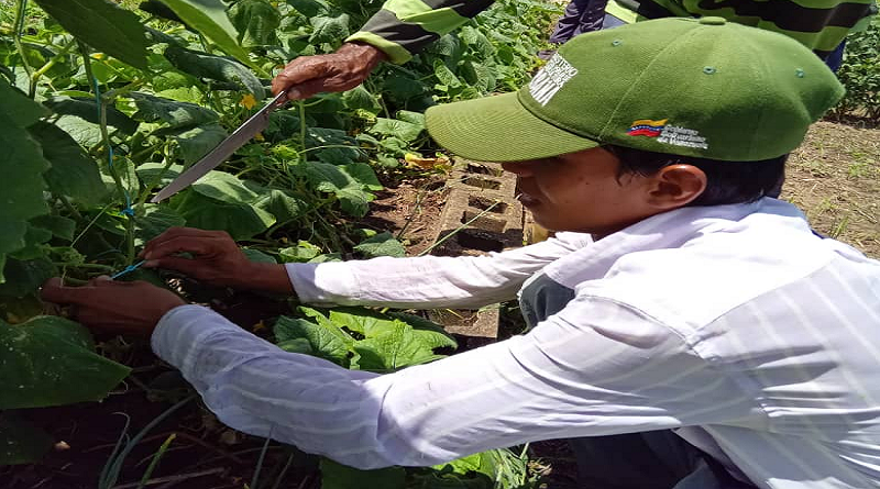 Impulsan "Mi CLAP es Productivo" con cosecha de pepinos en Monagas