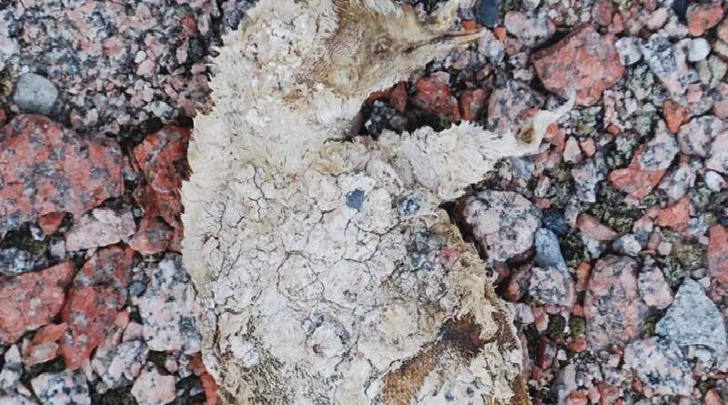 Derretimiento del hielo antártico revela momias de pingüinos de miles de años