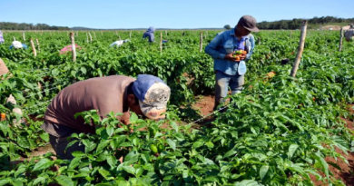 Productores agrícolas impulsan la industria alimentaria en el país