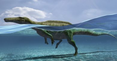 Encuentran 27 huellas de dinosaurios que sabían nadar
